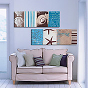 Stretched Canvas Print Animal Shell & Conch Set of 2 1301-0199