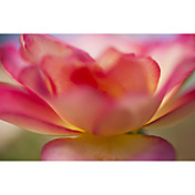 Printed Art Floral AL-Huntington by Florence Delva