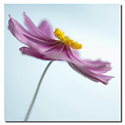 trykt lerret kunst floral Corolla ii av flowerphotos med strukket ramme