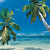  Palm Trees Beach and Tropical Coastal Landscapes Nature Mural