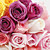  Colorful Roses Floral Nature Mural